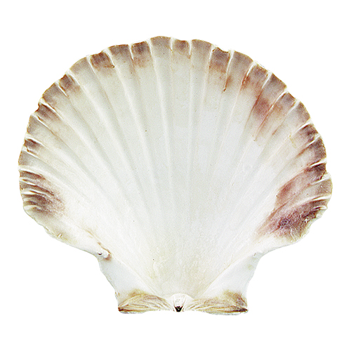Oesterschelp natuur Ø120mm Oesterschelp natuur Ø120mm
