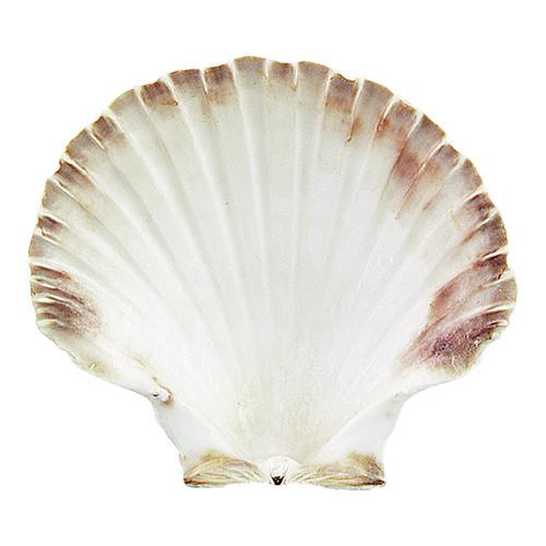 Oesterschelp natuur Ø120mm Oesterschelp natuur Ø120mm