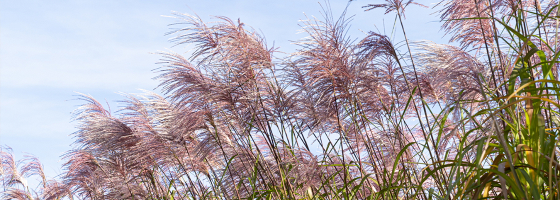 Ontdek de duurzame oplossing; toiletpapier van miscanthus!